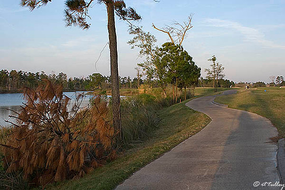 Gray Plantation #7