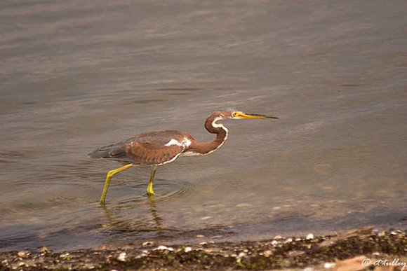 Juvenile Tricolored Heron (Louisiana Heron)
