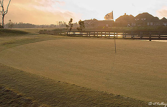 Gray Plantation #6 Green