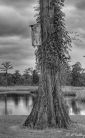TPC Louisiana Birdhouse B/W