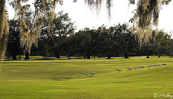 Audubon GC Parade of Ibis