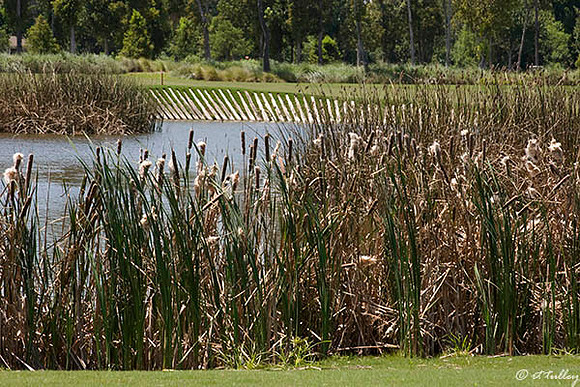 TPC Louisiana #17
