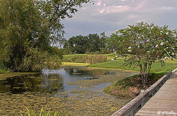 the Island #2