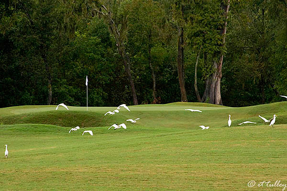 TPC Louisiana #13