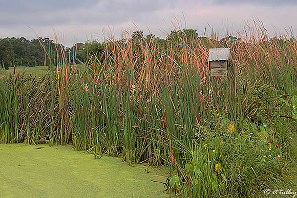 Atchafalaya Birdhouse