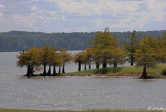 Cypress Bend #14