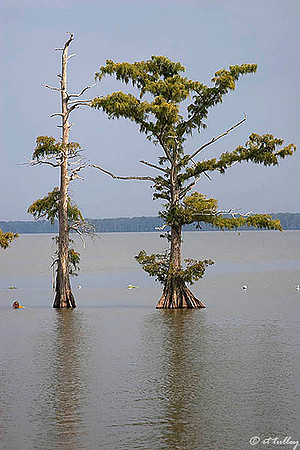 Cypress Trees, Lake Palourde