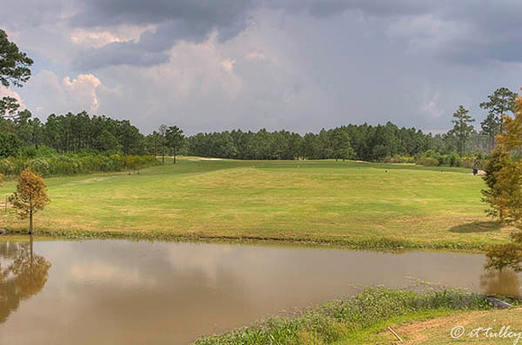 Gray Plantation #12