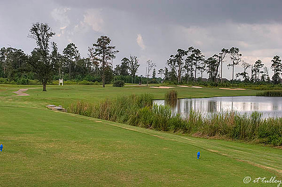 Gray Plantation #16