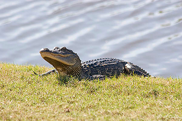 TPC Louisiana Baby Gator