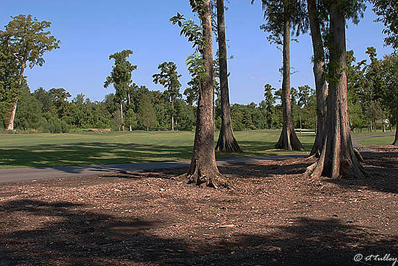 TPC Louisiana #5