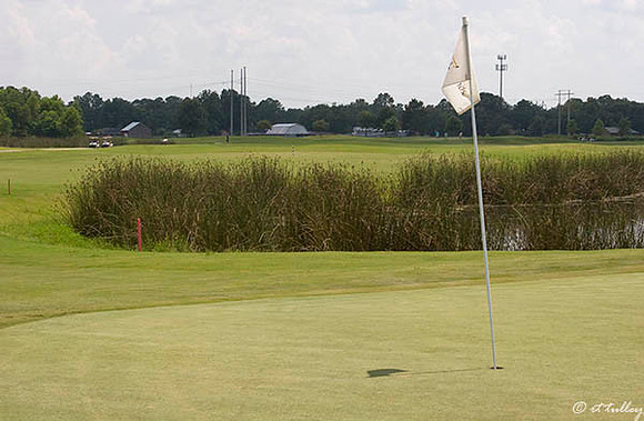 the Wetlands #5