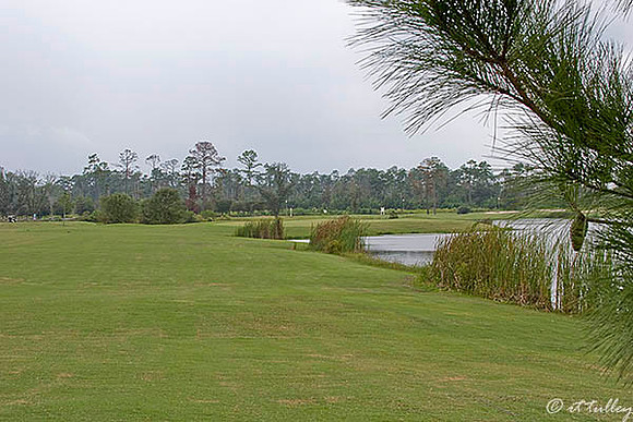 Gray Plantation #15