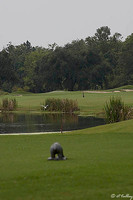 Atchafalaya #5