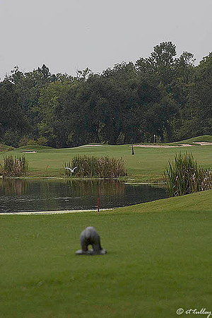 Atchafalaya #5