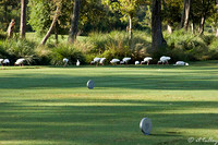 TPC Louisiana #1