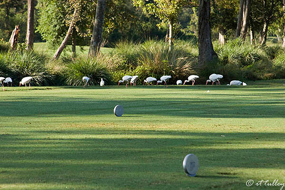 TPC Louisiana #1