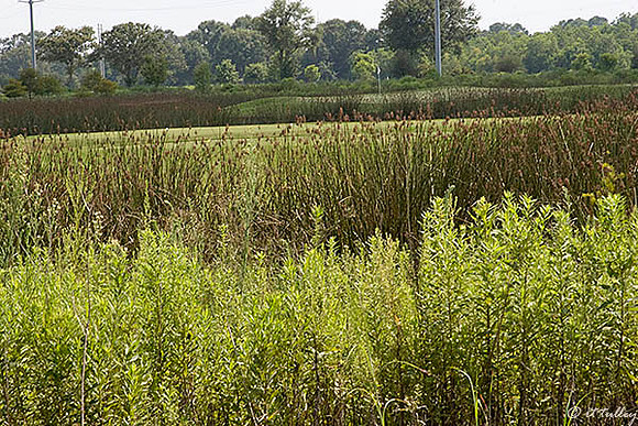 the Wetlands #17