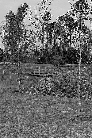 Gray Plantation #4 B/W