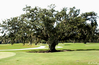 Audubon GC #1, Oak Tree