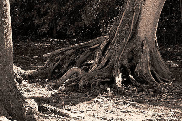 TPC Louisiana Cypress Trees