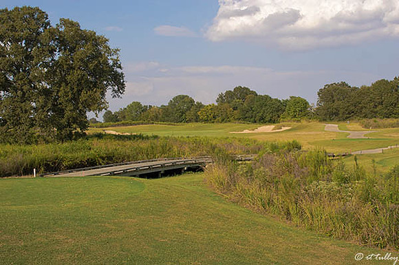 Black Bear GC #16