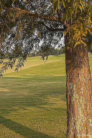 the Island #18