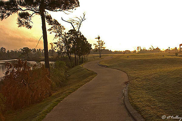 Gray Plantation #7