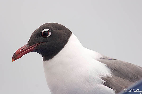 Sea Gull