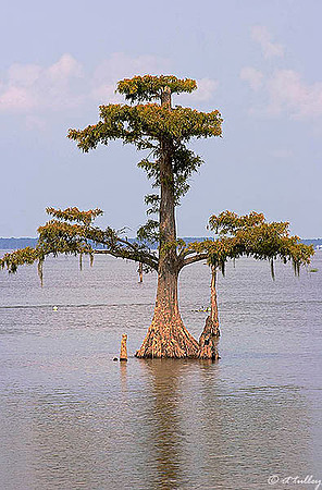 Cypress Tree, Lake Palourde
