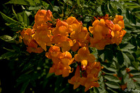 Cypress Bend Flowers
