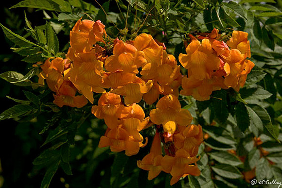 Cypress Bend Flowers