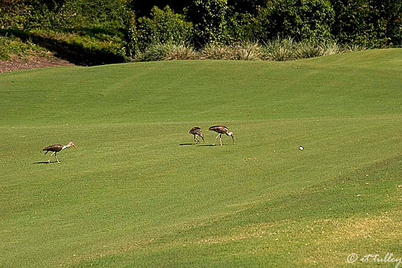 TPC Louisiana Ibis