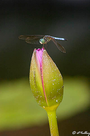 Dragonfly on Water Lily Bud