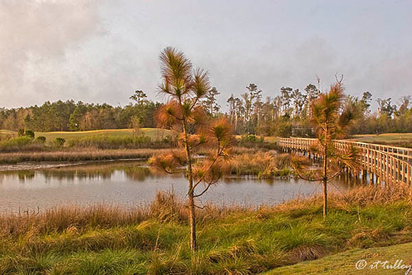 Gray Plantation #5