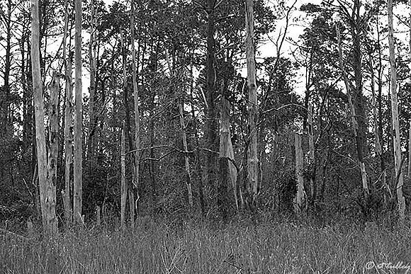 Gray Plantation Trees B/W