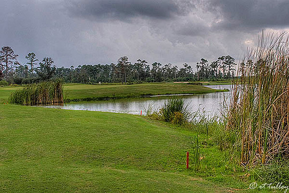Gray Plantation #15