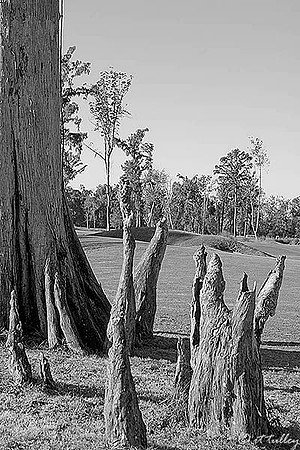 TPC Louisiana #13 B/W