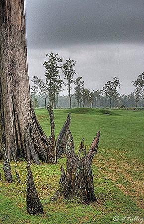 TPC Louisiana #13