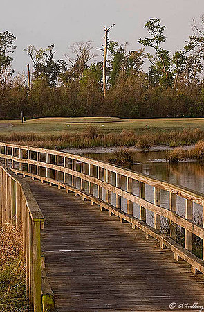 Gray Plantation #6 Tee