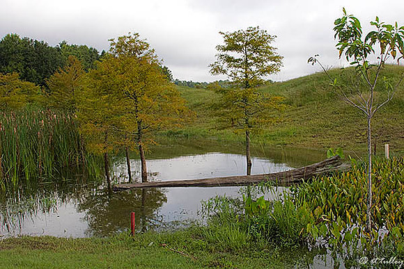Atchafalaya - Area behind #8 green
