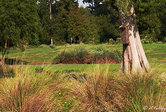 TPC Louisiana #6 green