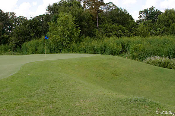 Black Bear GC #6 Green