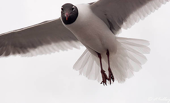 Sea Gull