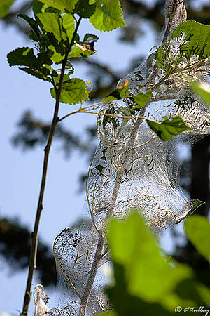 TPC Louisiana Spider Web