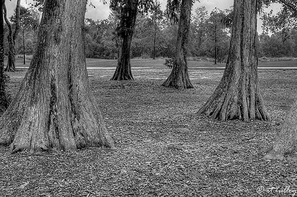 TPC Louisiana #15 B/W