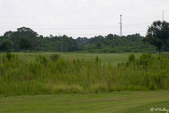 the Wetlands #6