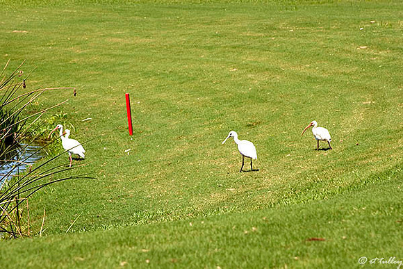 TPC Louisiana Ibis & Spoonbill