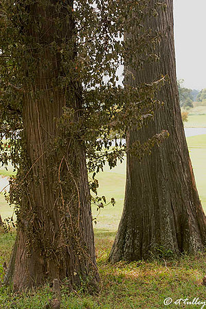 Olde Oaks Cypress #9 Trees