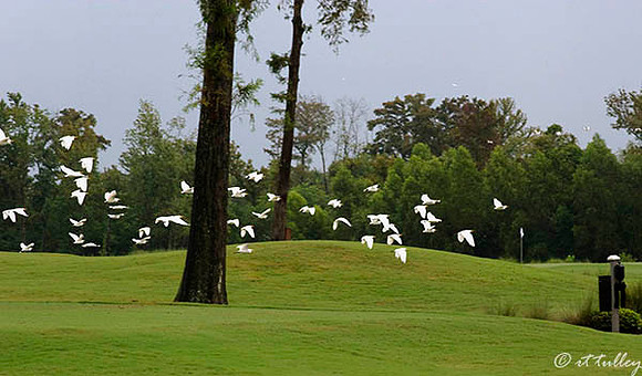 TPC Louisiana #15 tee